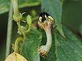 Spotted Ceropegia