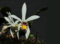 Spotted Pleione