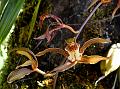 Spotted-Lip Cymbidium