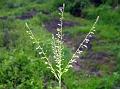 Stalked Crabgrass