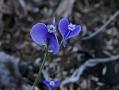 Stalked-Flower Bluethread