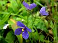 Stalkless Persian Violet