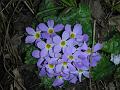 Stalkless Primrose