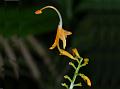 Stalkless Swan Flower