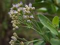 Stalkless-Leaf Camphor-Weed