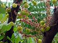 Star Gooseberry