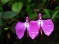 Sticky Balsam