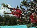 Stiff Bottle Brush