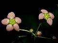Stiff Spindle Tree