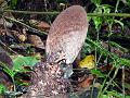 Stinkhorn Clubhead