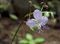 Strap-Leaf Dewflower