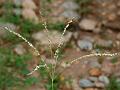 Summer Grass