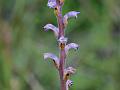 Sunflower Broomrape