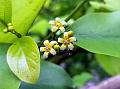 Swallow-Root