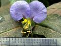 Swamp Dayflower