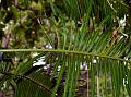 Swamy Sago Palm