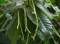 Sweet Chestnut