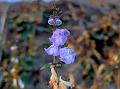 Swollen Skullcap
