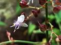 Tall Dewflower