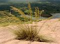 Tall Lawngrass