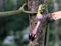 Tamilnadu Purple Ceropegia