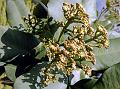Tamilnadu Waterberry
