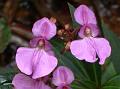 Tangachi Balsam