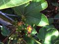Tanjore Jatropha