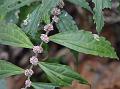 Tapering-Leaf Elatostema