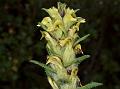 Tawang Lousewort
