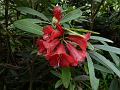 Tawang Rhododendron