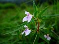 Tender Balsam