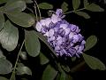 Texas Mountain Laurel