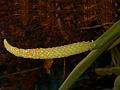 Thick Spine Oberonia