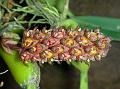 Thick Spurred Bulb-Leaf Orchid