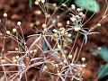 Thread-Stem Carpetweed