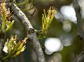 Three-Angled Mistletoe