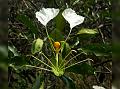 Three-Leaf Cadaba