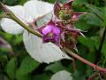 Three-Leaf Raspberry