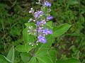 Three-Leaved Chaste Tree