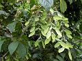 Three-Leaved Maple