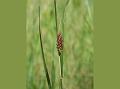 Three-Teeth Beardgrass