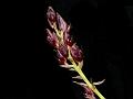 Three-Toothed Bulb-Leaf Orchid