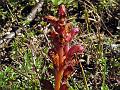Thyme Broomrape