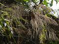 Tiger Grass