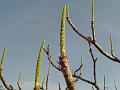 Tiger's Milk Spruce