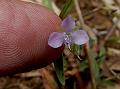 Tiny Dewflower