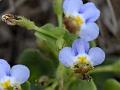 Tiny Slitwort