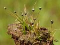Tiny-Head Pipewort