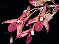 Tongue Orchid
